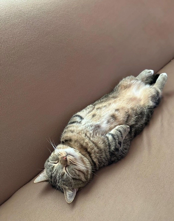 Mèo mệt mỏi meme mang cảm giác chán nản