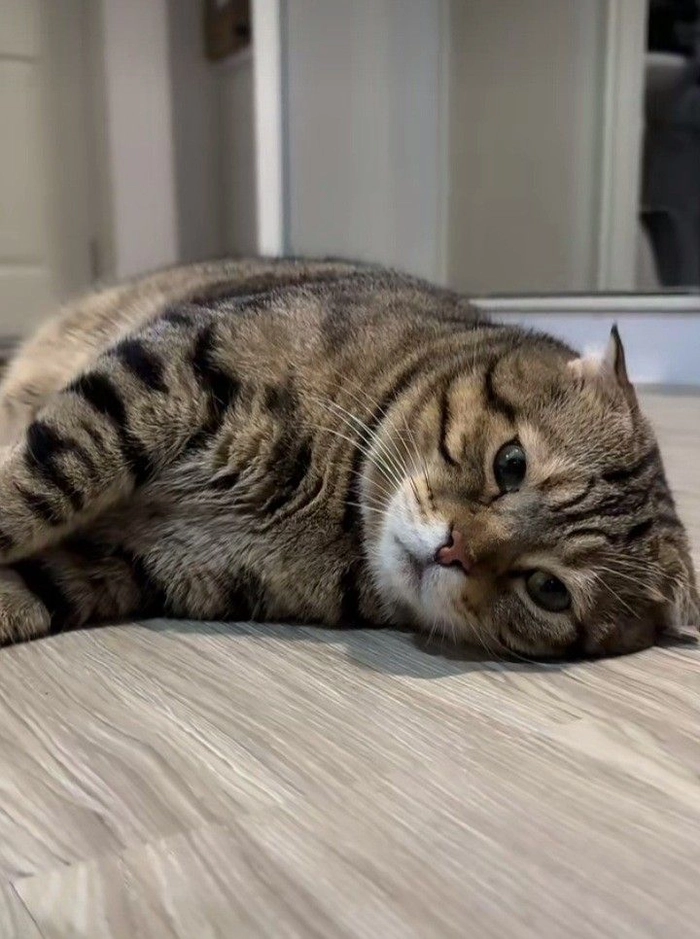 Mèo mệt mỏi meme nhìn là thấy kiệt sức