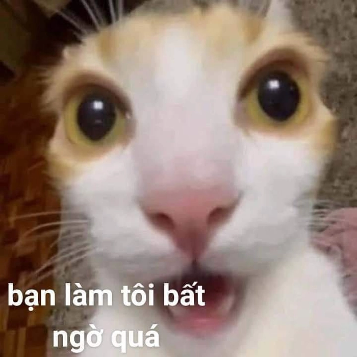 Mèo ngạc nhiên meme dùng troll bạn bè