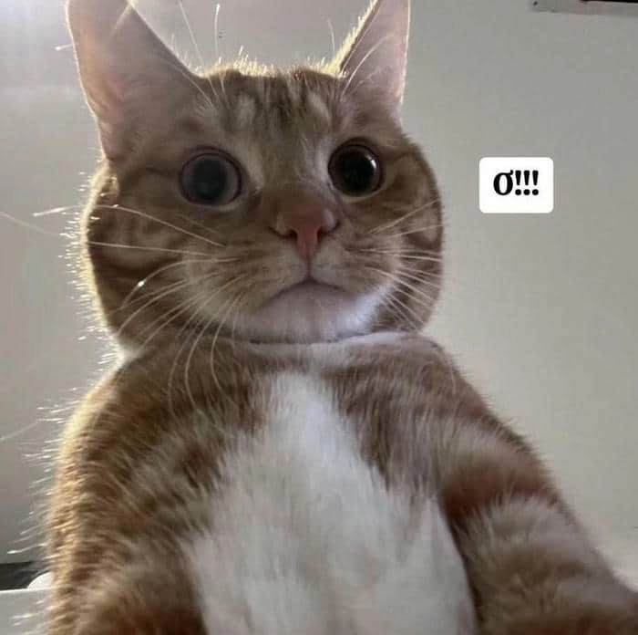 Mèo sốc meme phản ứng tức thì